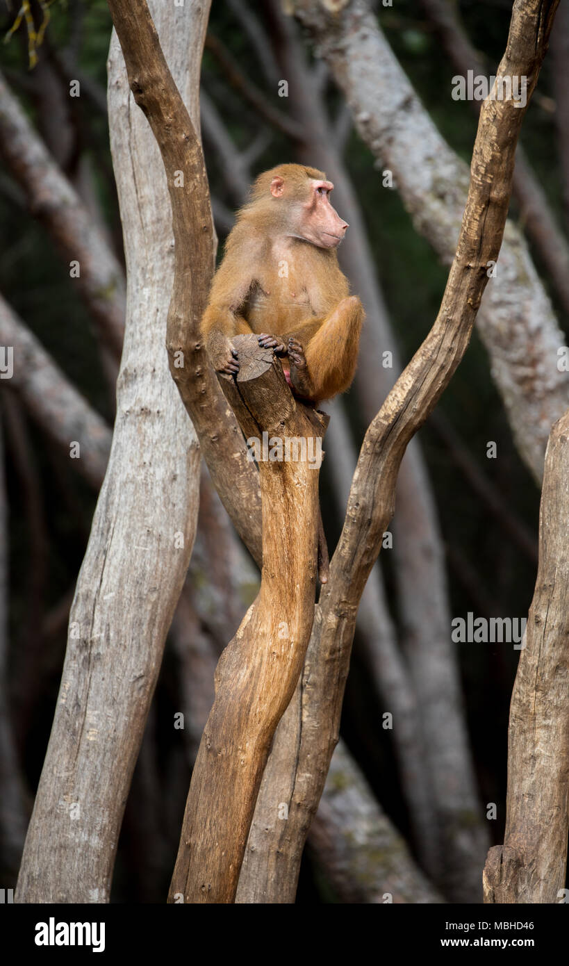 Baboon monkeys at the zoo in madrid, spain, on a sunny day Stock Photo