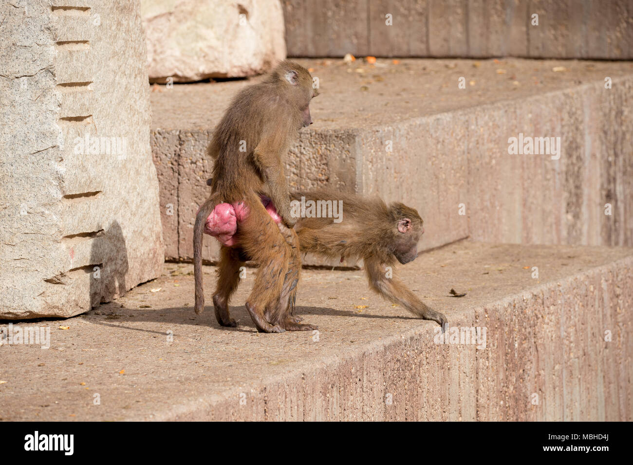 Baboon monkeys at the zoo in madrid, spain, on a sunny day Stock Photo