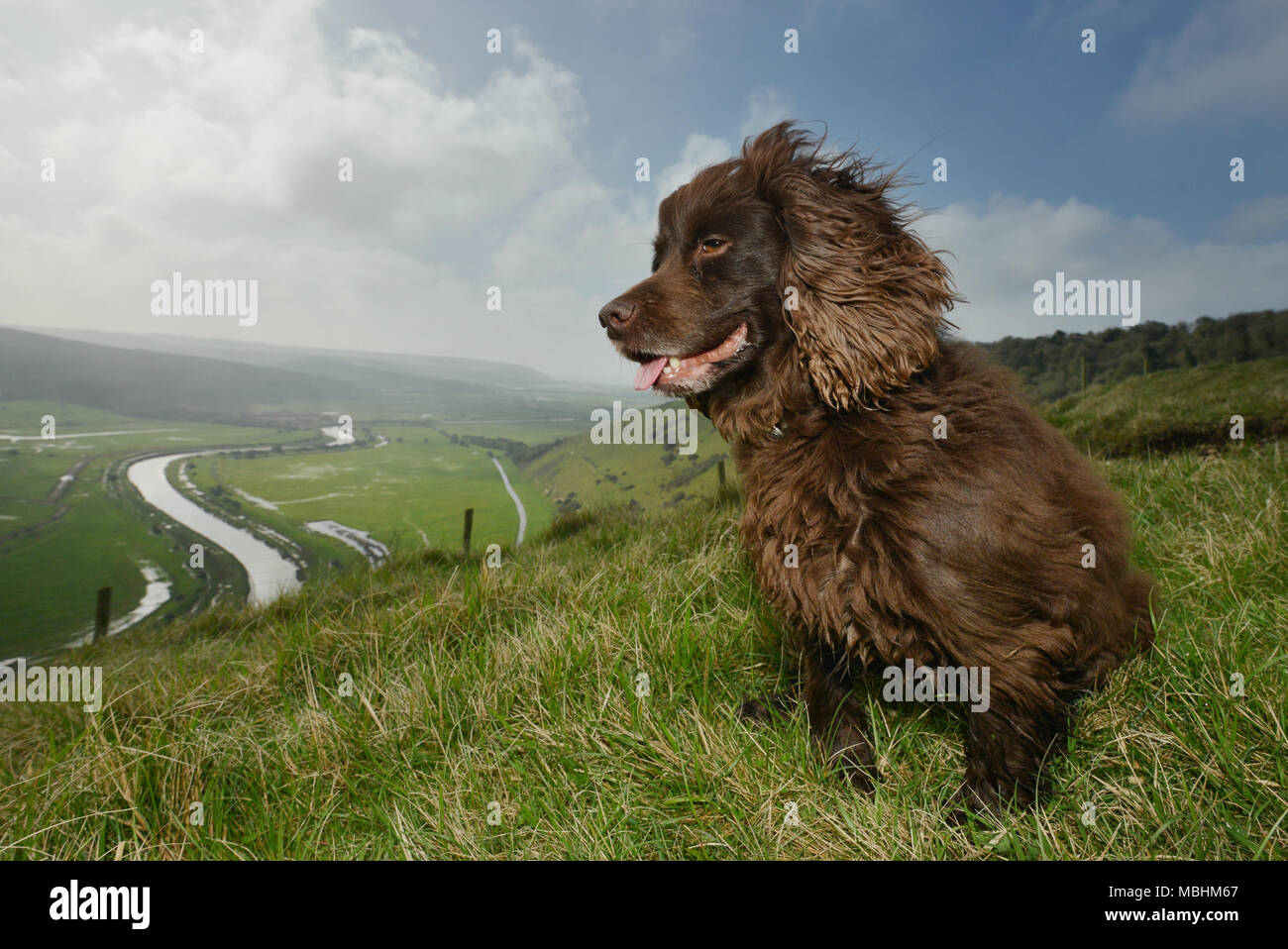Seaford , East Sussex, UK. 11th April 2018. UK Weather: Fudge, a cocker spaniel, enjoying a walk on High And Over, near Seaford in the South Downs National Park on a beautiful cool spring morning © Peter Cripps/Alamy Live News Stock Photo