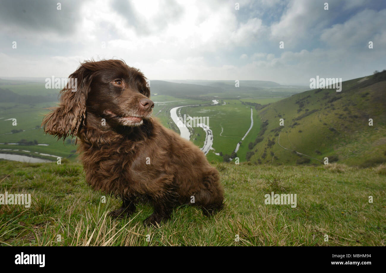 Seaford , East Sussex, UK. 11th April 2018. UK Weather: Fudge, a cocker spaniel, enjoying a walk on High And Over, near Seaford in the South Downs National Park on a beautiful cool spring morning © Peter Cripps/Alamy Live News Stock Photo