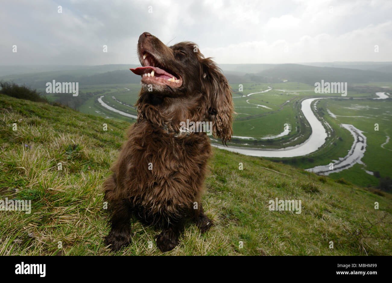 Seaford , East Sussex, UK. 11th April 2018. UK Weather: Fudge, a cocker spaniel, enjoying a walk on High And Over, near Seaford in the South Downs National Park on a beautiful cool spring morning © Peter Cripps/Alamy Live News Stock Photo