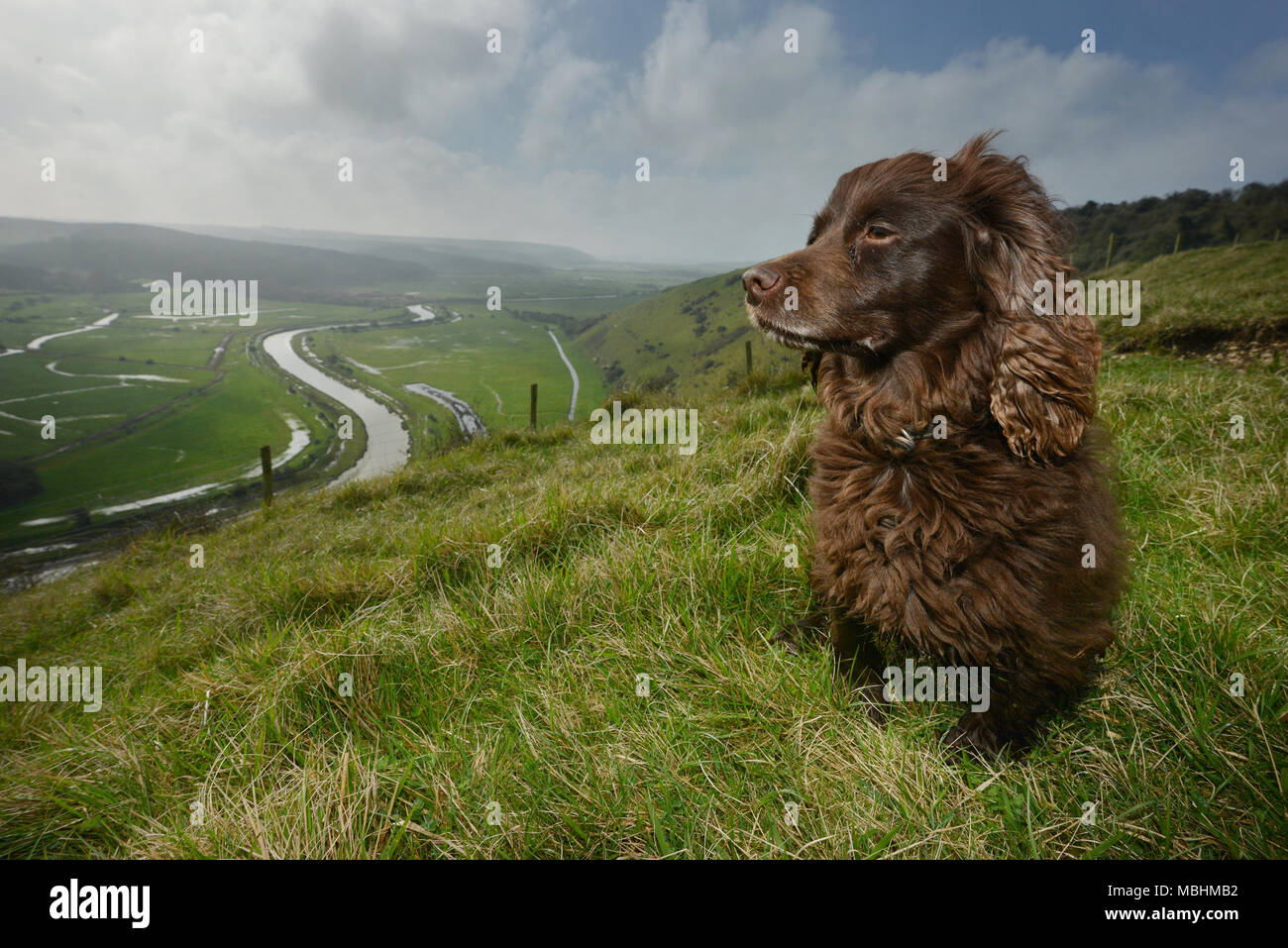 Seaford , East Sussex, UK. 11th April 2018. UK Weather: Fudge, a cocker spaniel, enjoying a walk on High And Over, near Seaford in the South Downs National Park on a beautiful cool spring morning © Peter Cripps/Alamy Live News Stock Photo