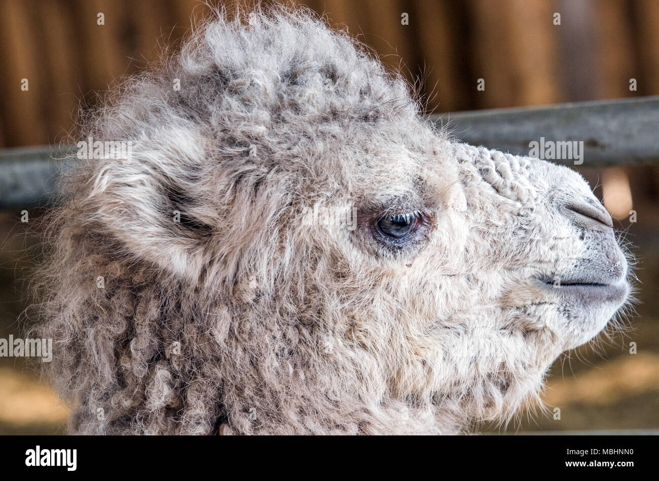 10 April 2018, Germany, Sternberger Burg: The white baby camel \