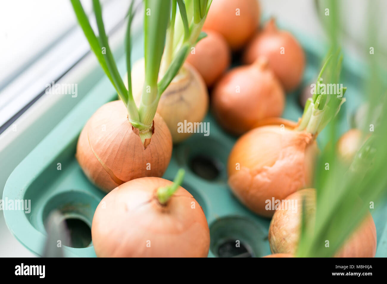 Onion growing in pot on windowsill. Gresh green organic homemade onions at home. Stock Photo