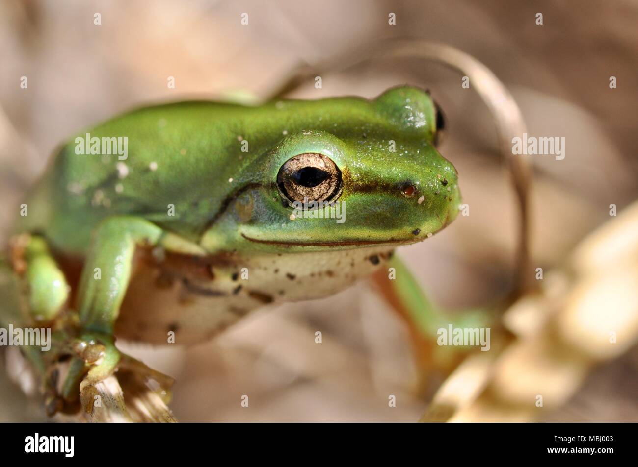 Dwarf Green tree frog Litoria fallax jumping around during the day ...