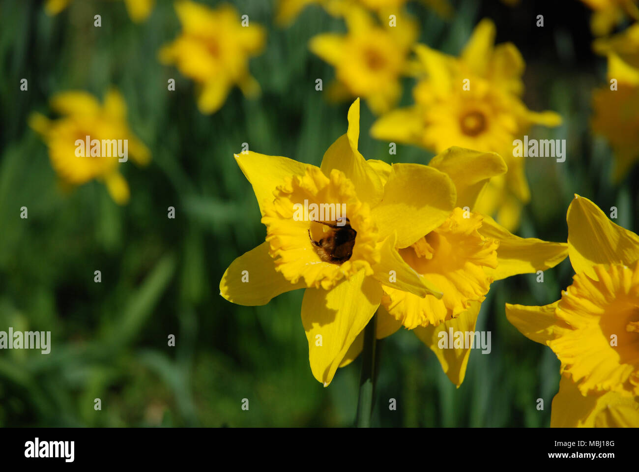 Daffodils bee pollinating inside the trumpet shape flower Stock Photo