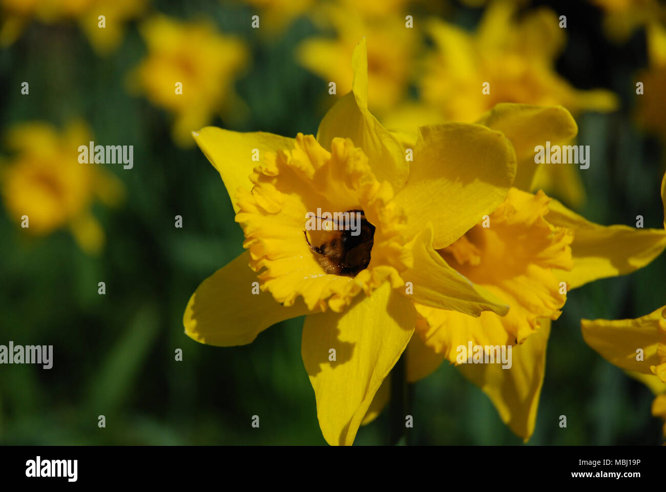 Daffodils bee pollinating inside the trumpet shape flower Stock Photo