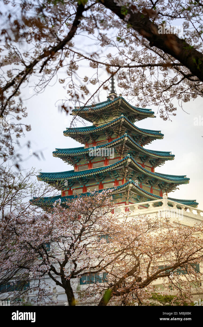 South Korea National Folk Museum with cherry blossom, Seoul Stock Photo -  Alamy