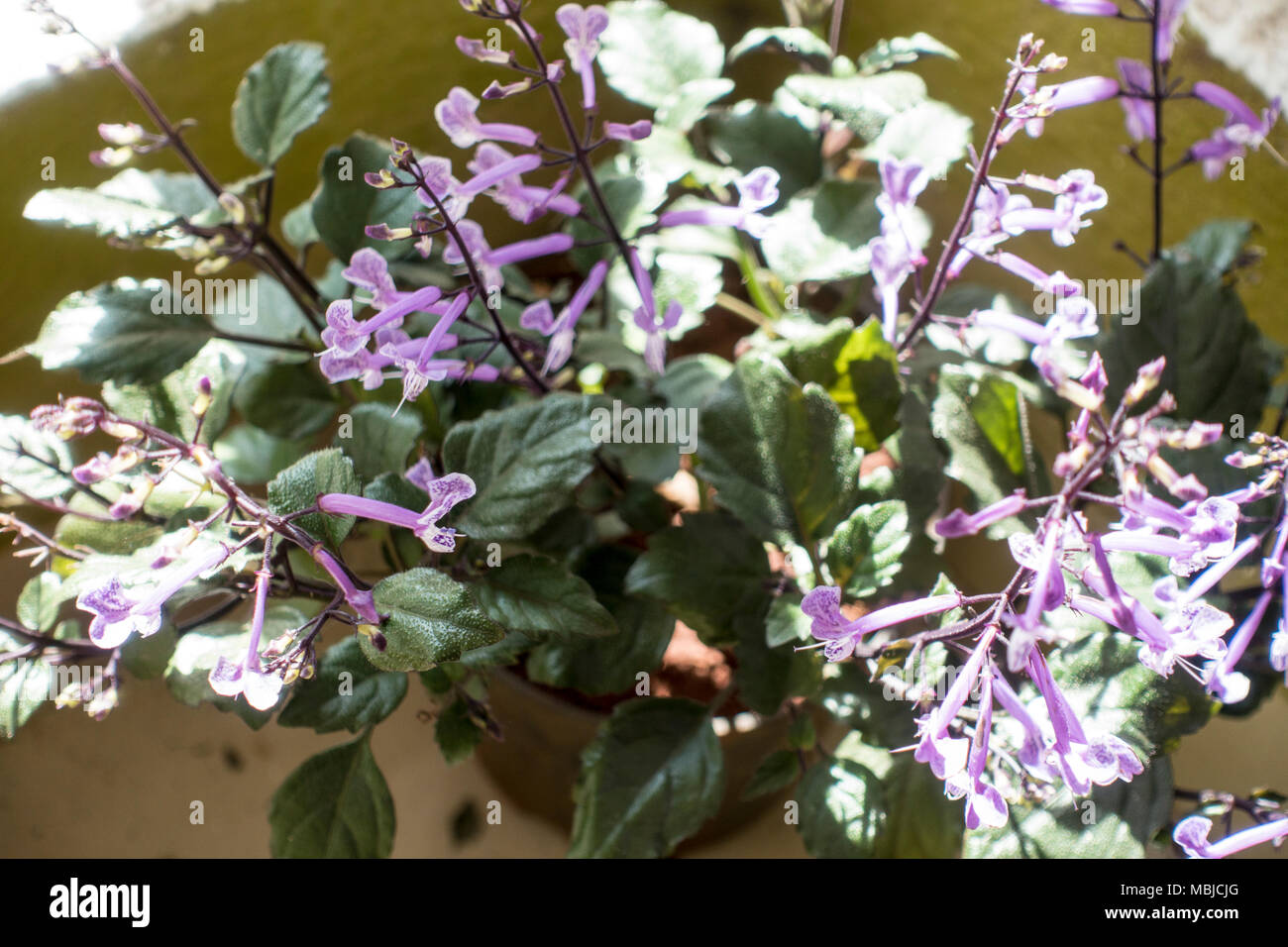 Plectranthus “Mona Lavender” Stock Photo