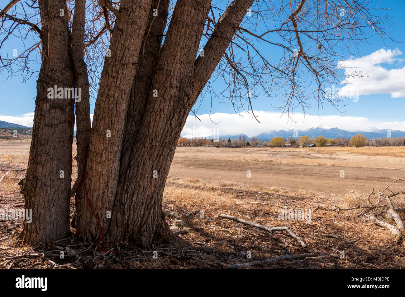 Alamo cottonwood hires stock photography and images Alamy