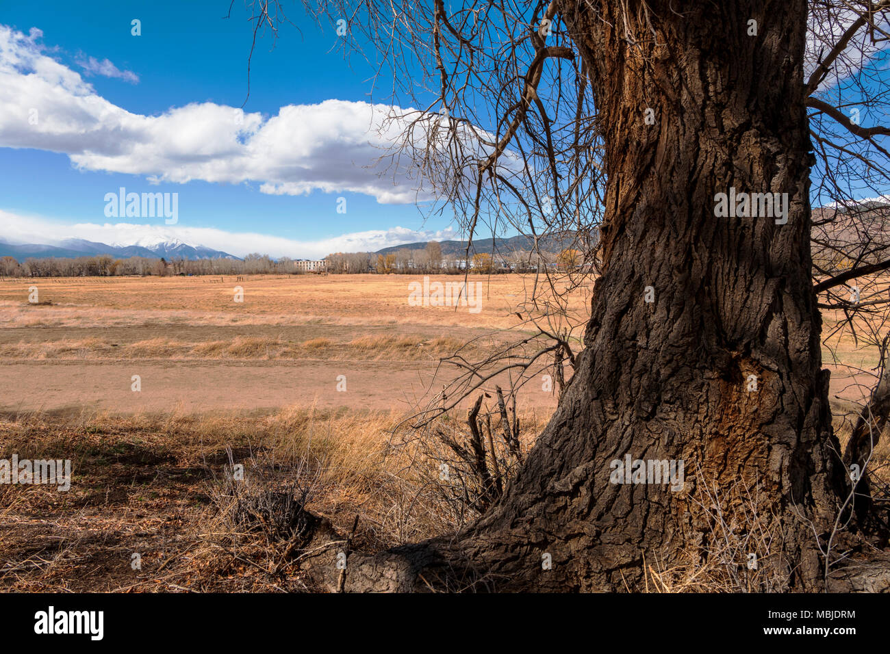 Fremont cottonwood trees with snowcapped Rocky Mountains beyond