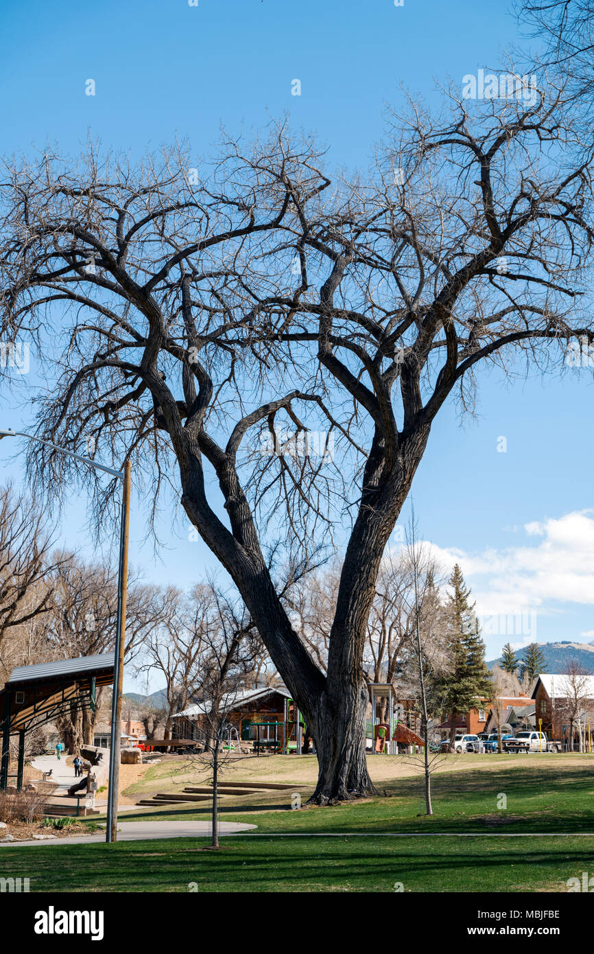 Old Cottonwood Tree (Populus deltoides); Riverside Park; Salida; Colorado; USA Stock Photo
