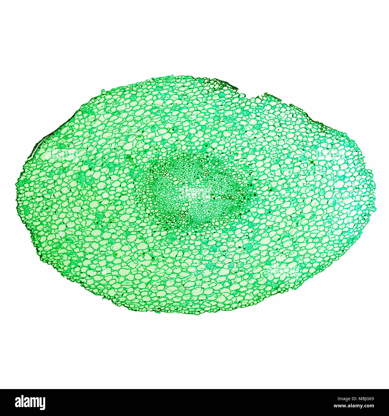 industri tuberkulose Karriere Light photomicrograph of Vicia Faba young root cross section seen through  microscope Stock Photo - Alamy