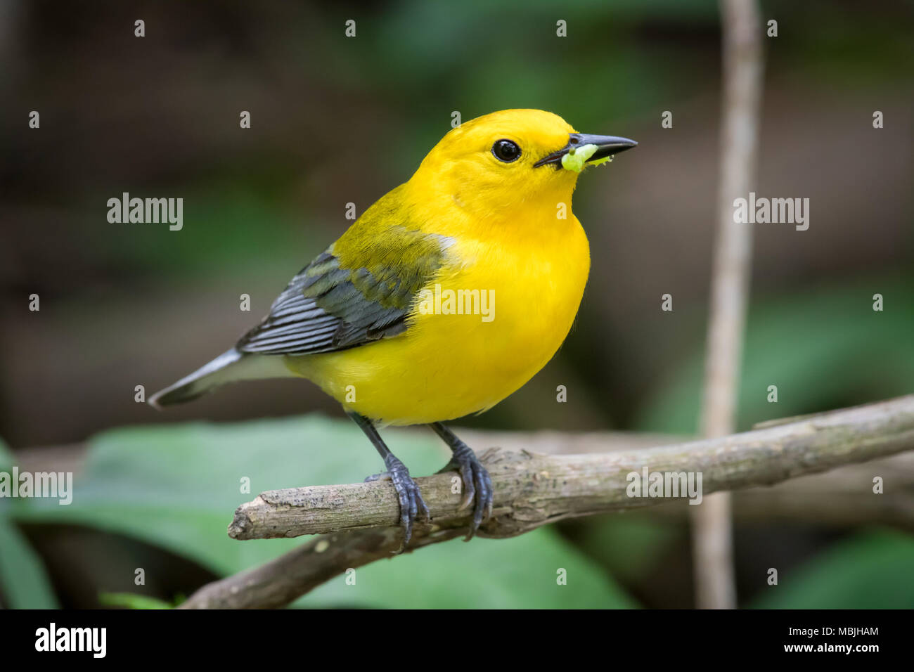 Prothonotary Warbler with worm Stock Photo