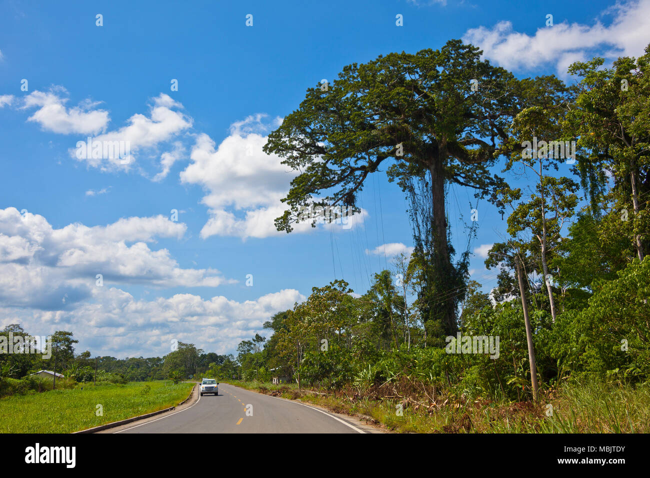 Huge tree beside the road, in Amazon region of Ecuador Stock Photo