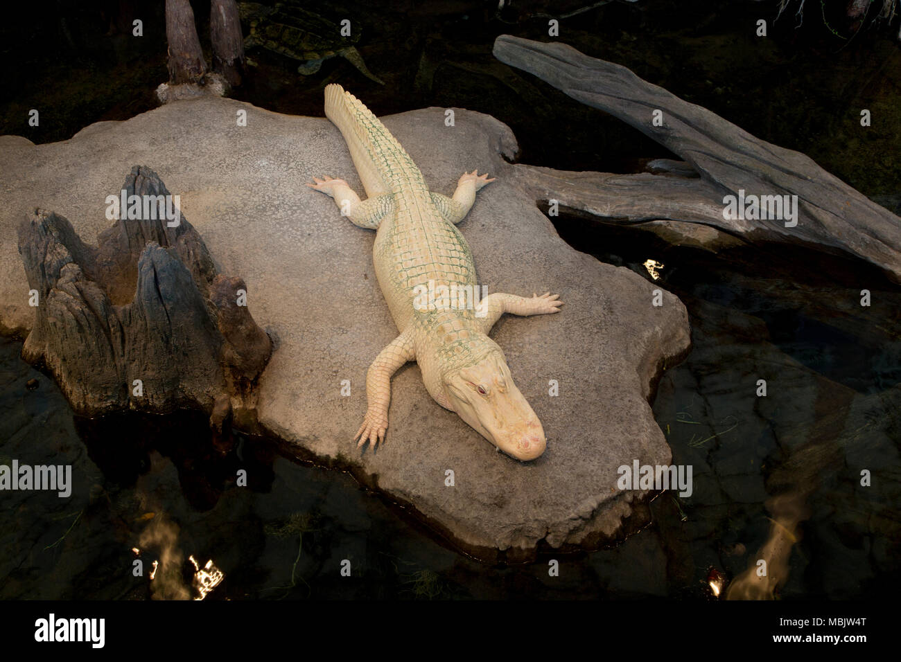 Rare white albino crocodile Stock Photo - Alamy