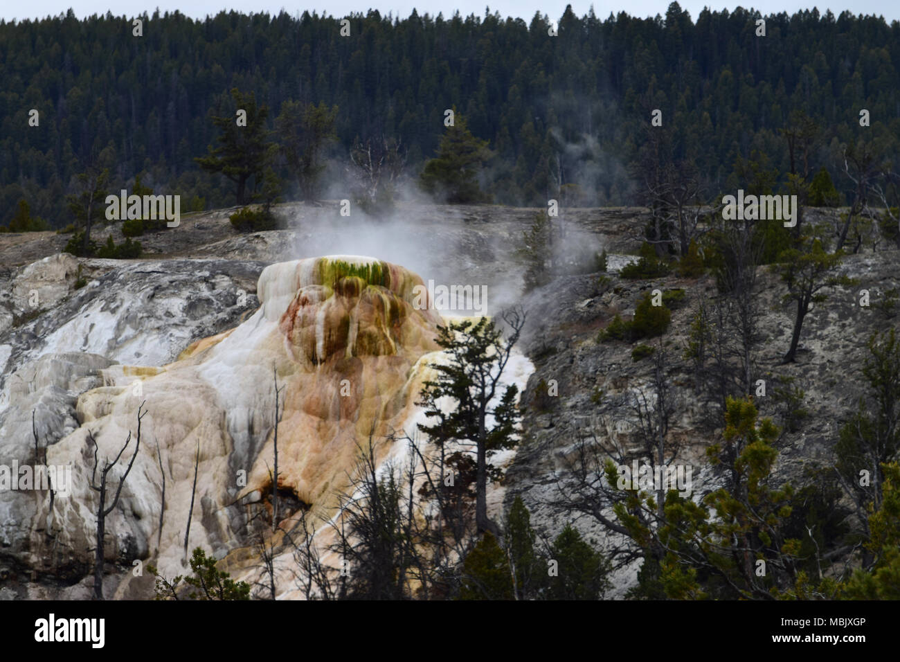 A geyser in the Yellowstone National Park, USA Stock Photo