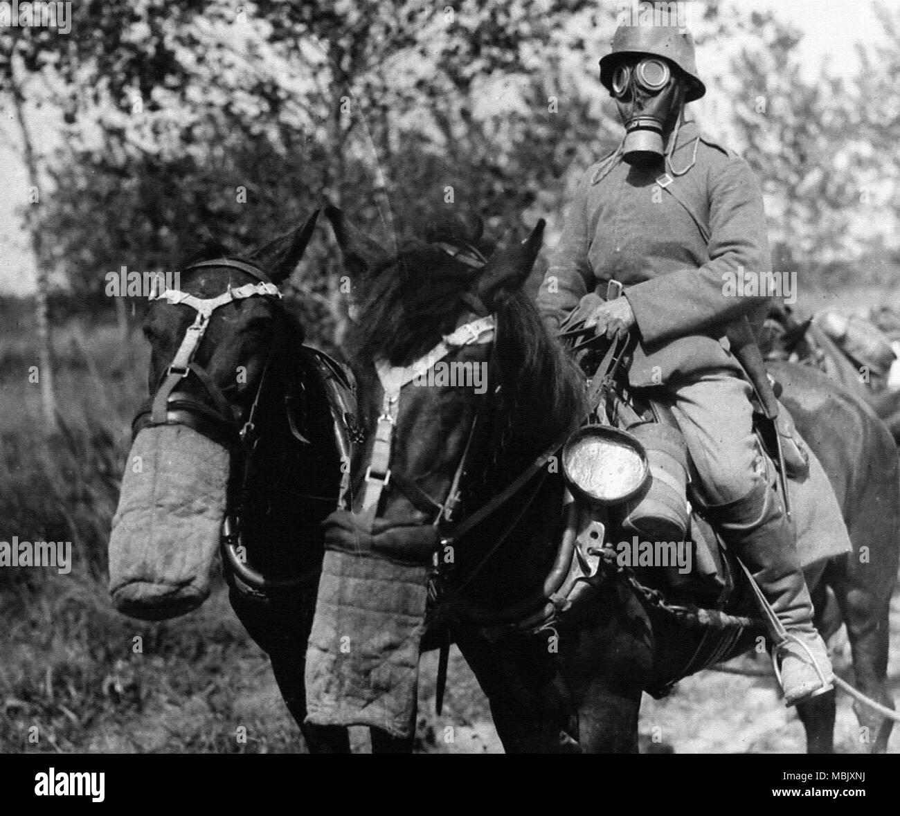 Gas Masks for Horses Stock Photo