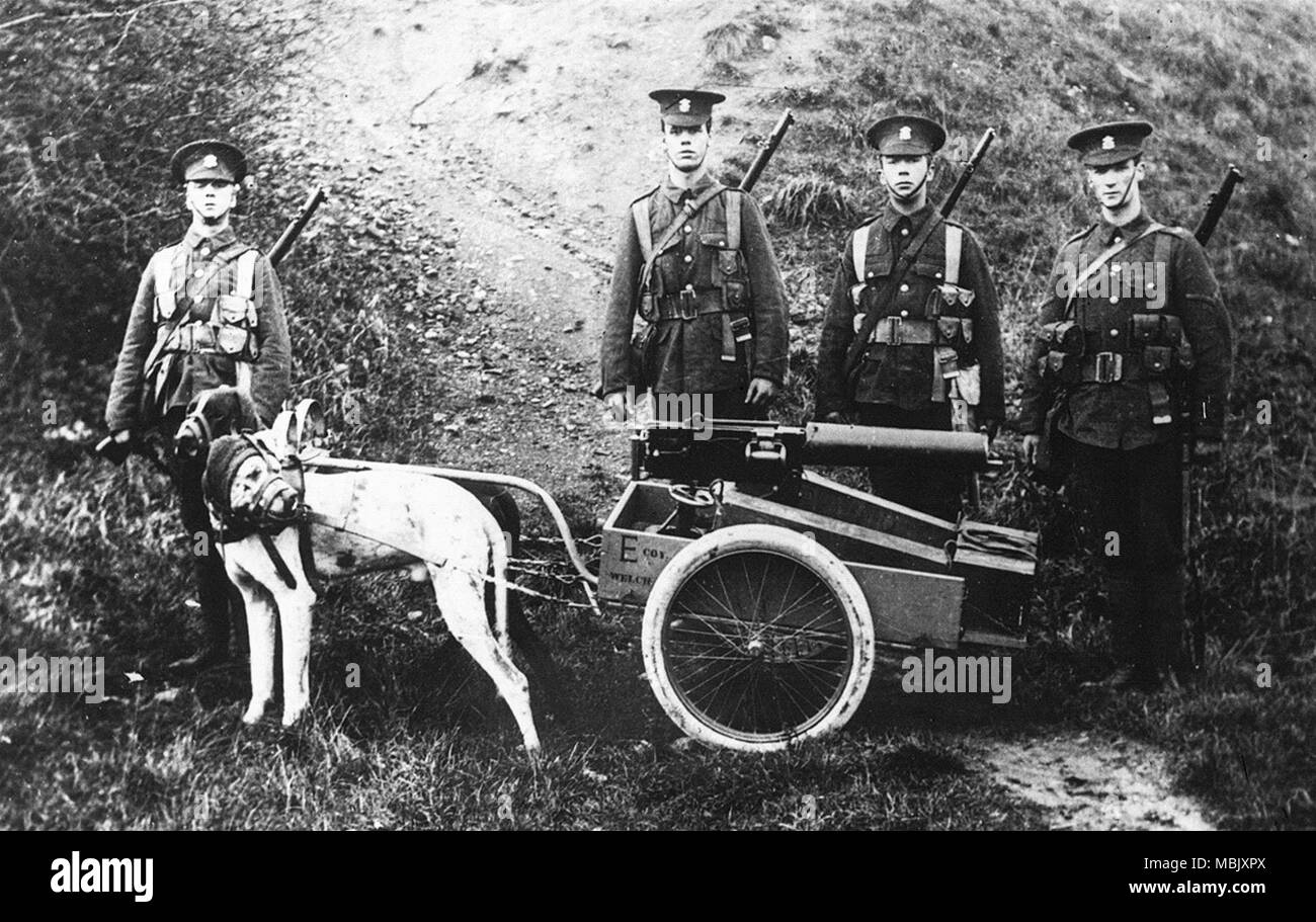 Brish Dogs Get a Leg Up - They pull machine guns Stock Photo