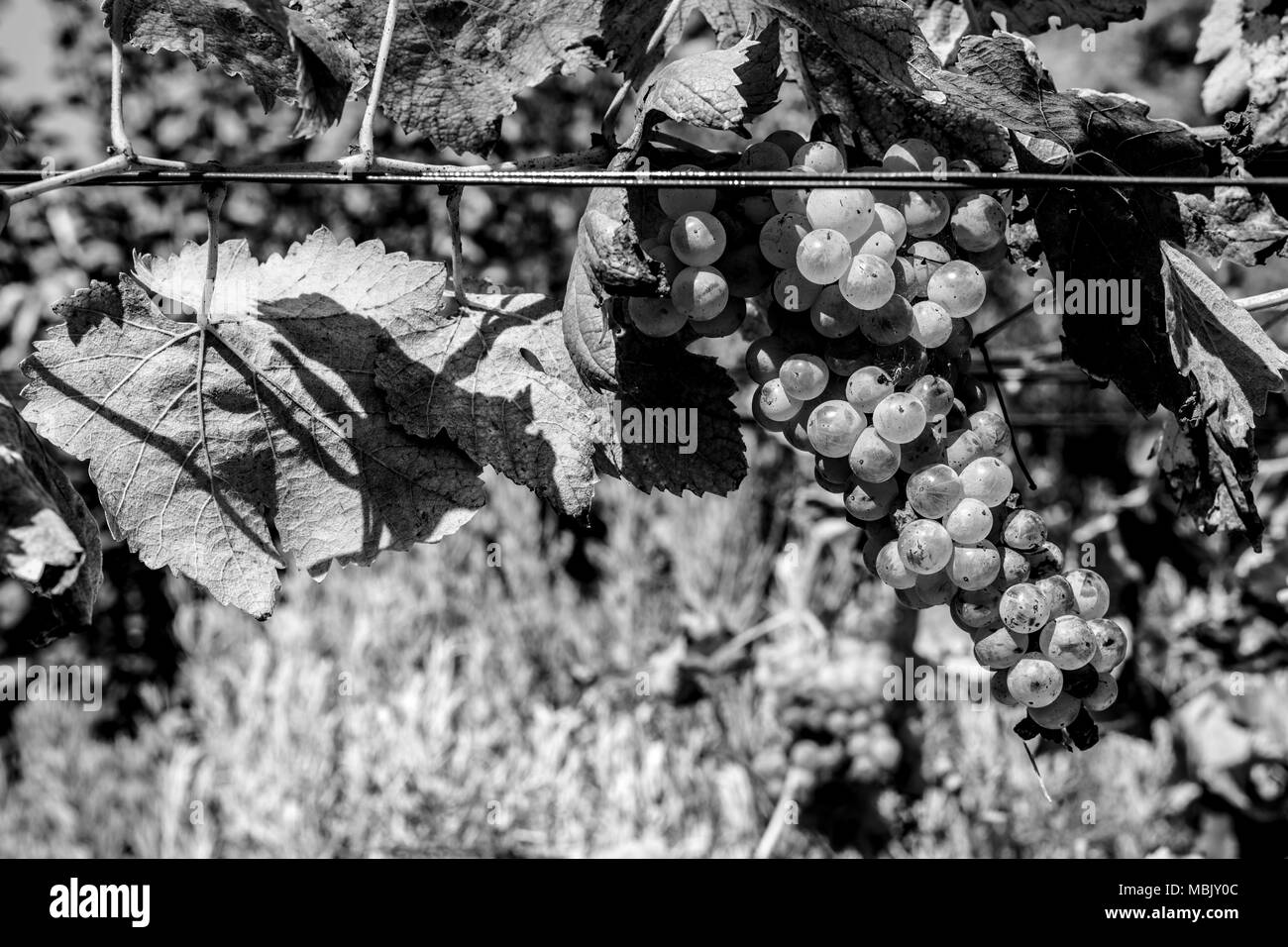 ripe grapes close up Stock Photo