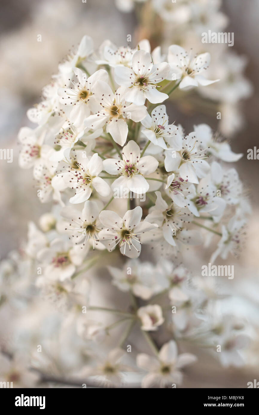 White Blooms of a Pear Tree Stock Photo