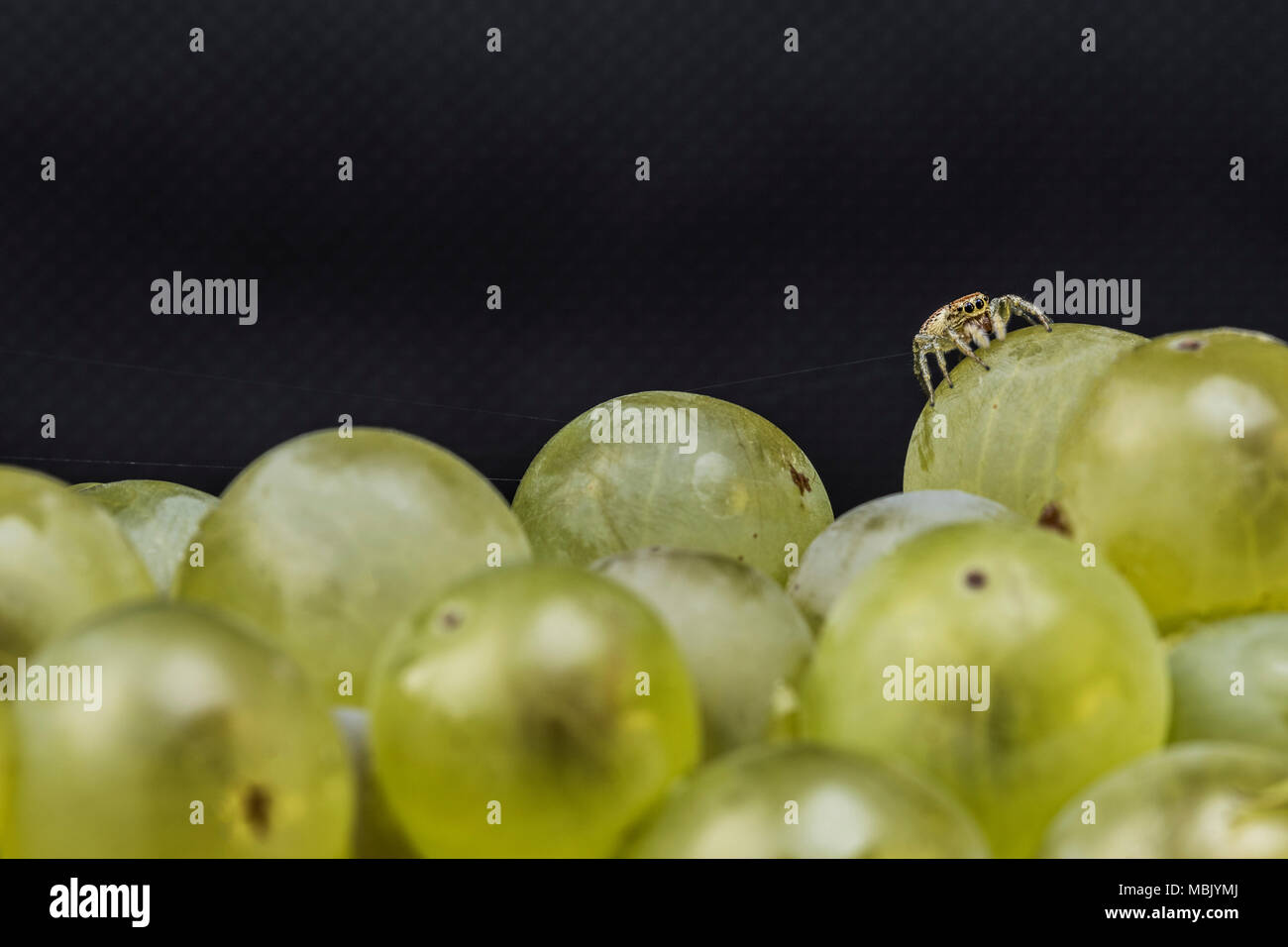 green grapes macro close up Stock Photo Alamy