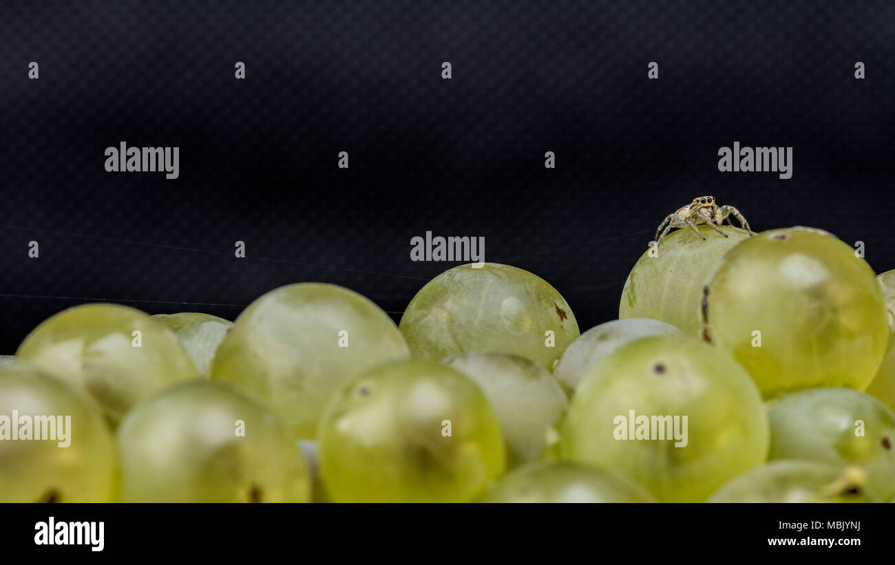 green grapes macro close up Stock Photo Alamy