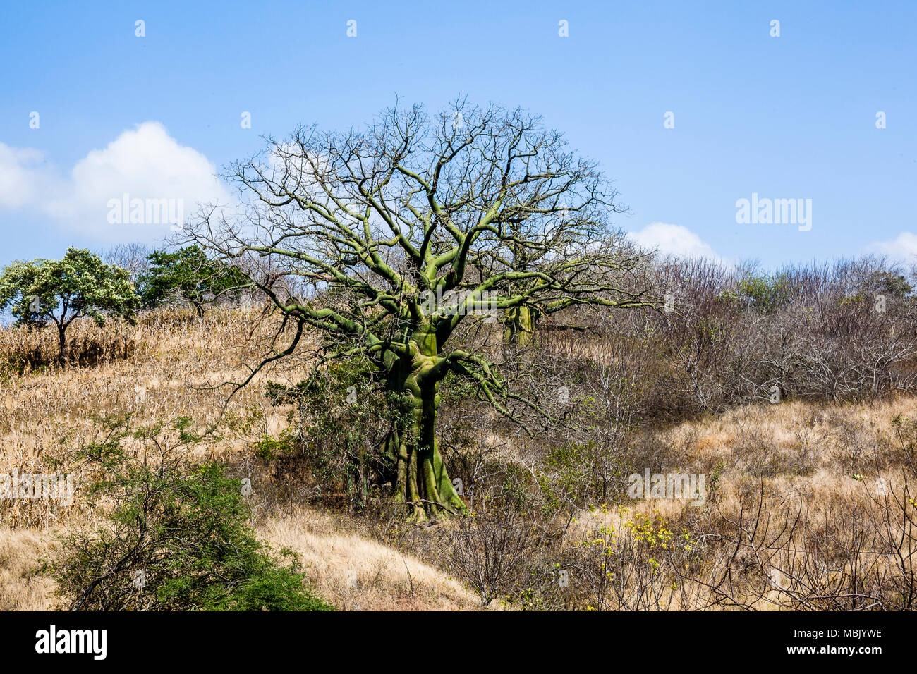 Giant ceiba trees in coast of Ecuador Stock Photo
