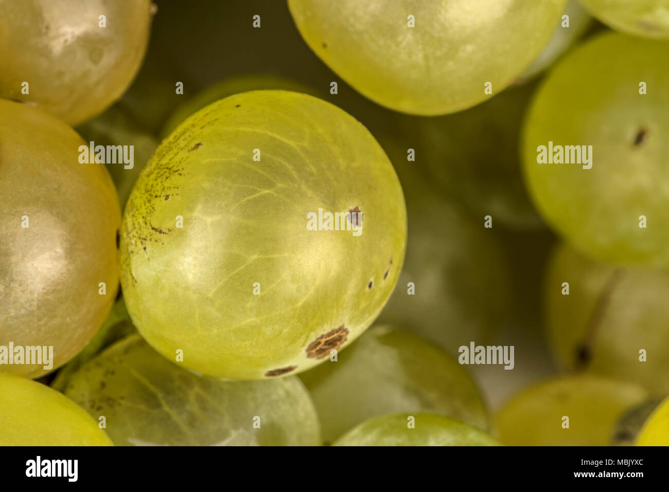 green grapes macro close up Stock Photo Alamy