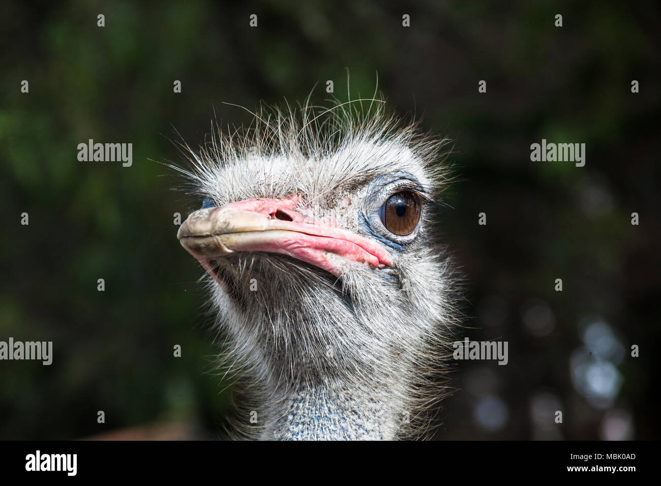 Ostrich head front view Stock Photo