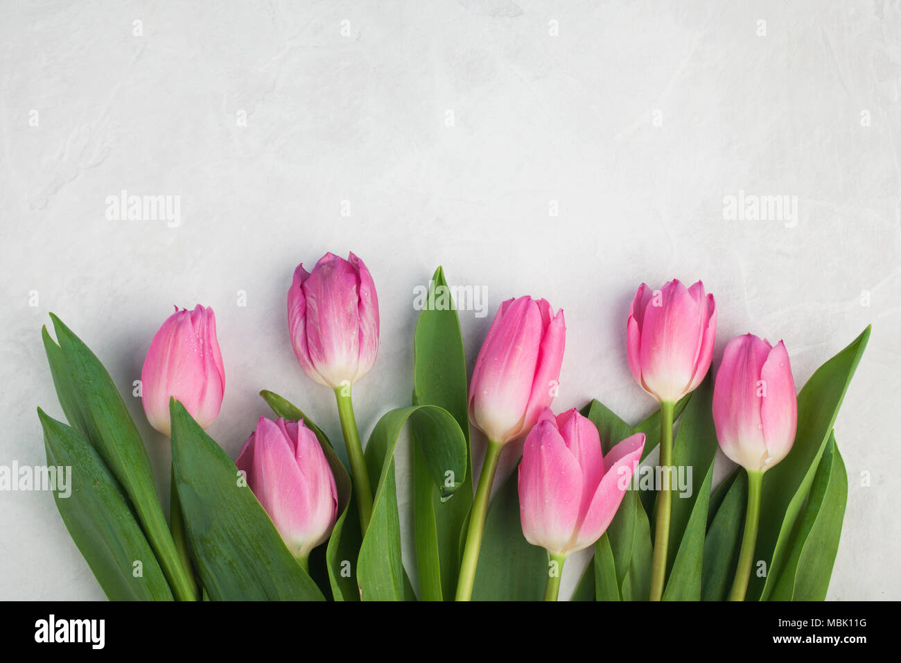 Spring flowers. Pink tulip on white background. Flat lay. Top view with ...