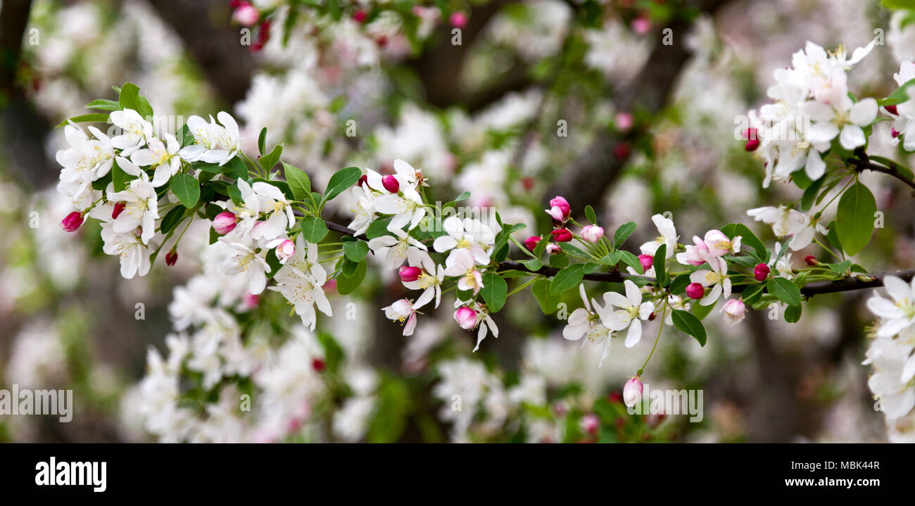 Blooming red, white and pink spring branches. Stock Photo