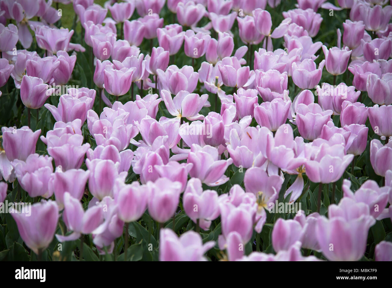 Lavender tulip field in Lisse, The Netherlands Stock Photo - Alamy