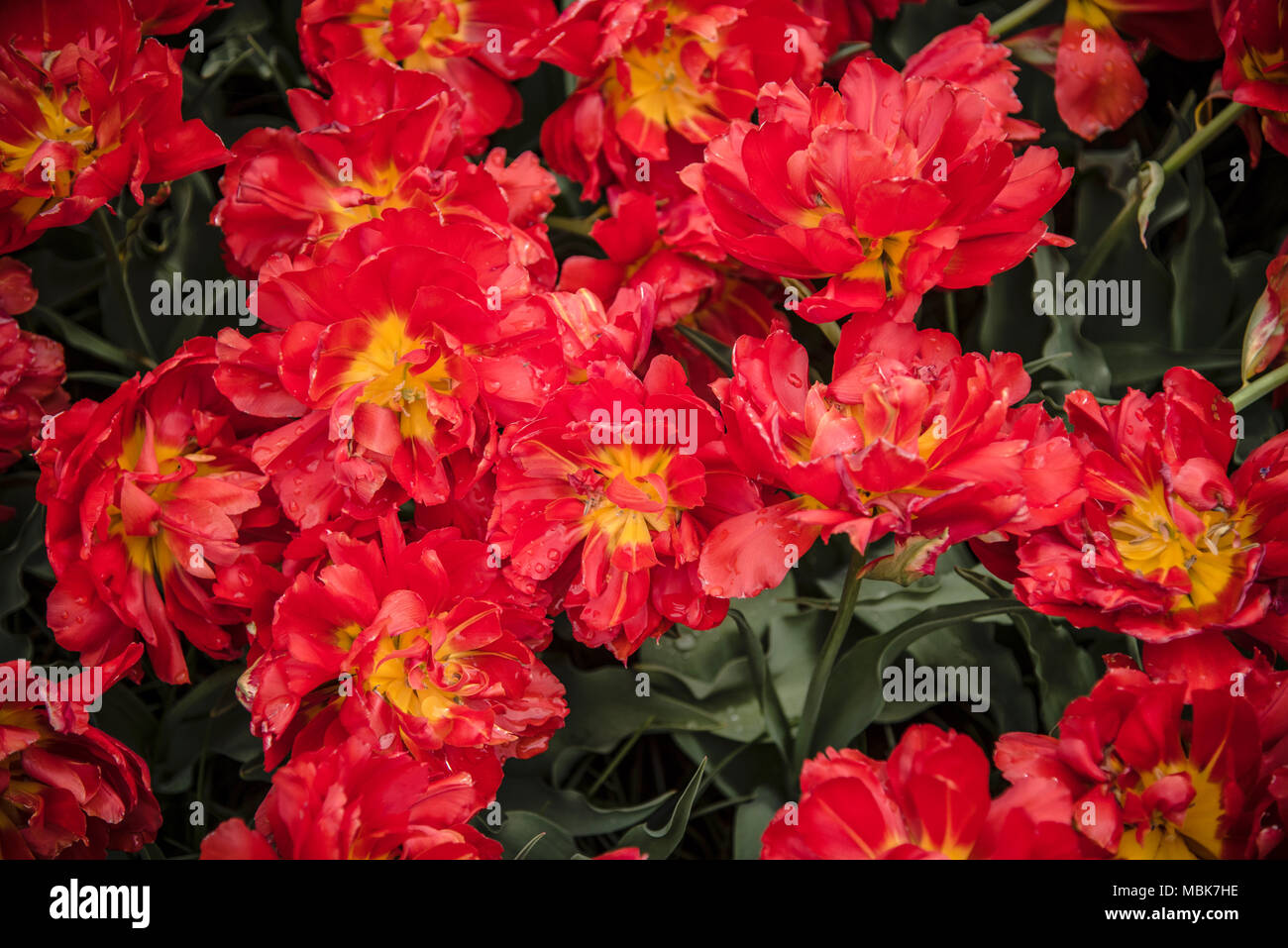 Crimson and yellow Tulips in Lisse, Amsterdam Stock Photo