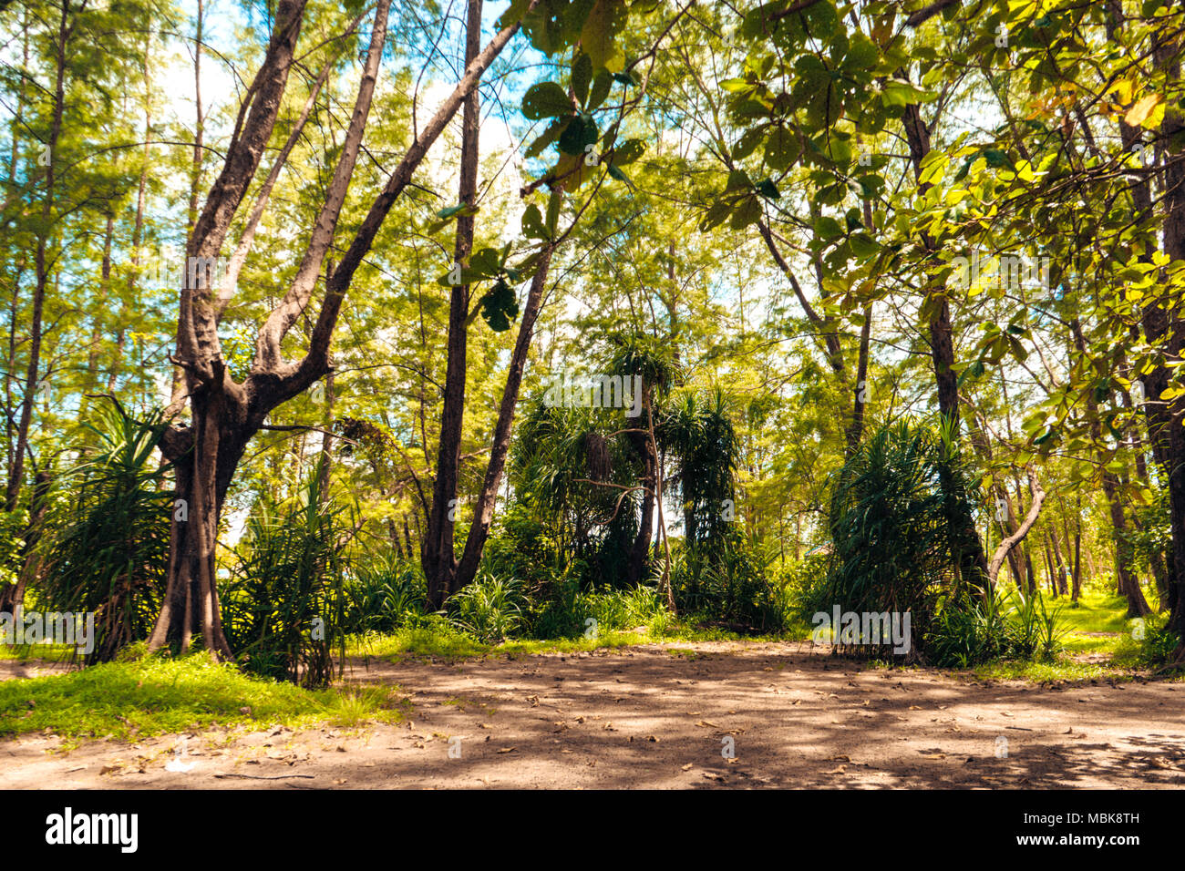 Green Leaf Forest Background Stock Photo - Alamy