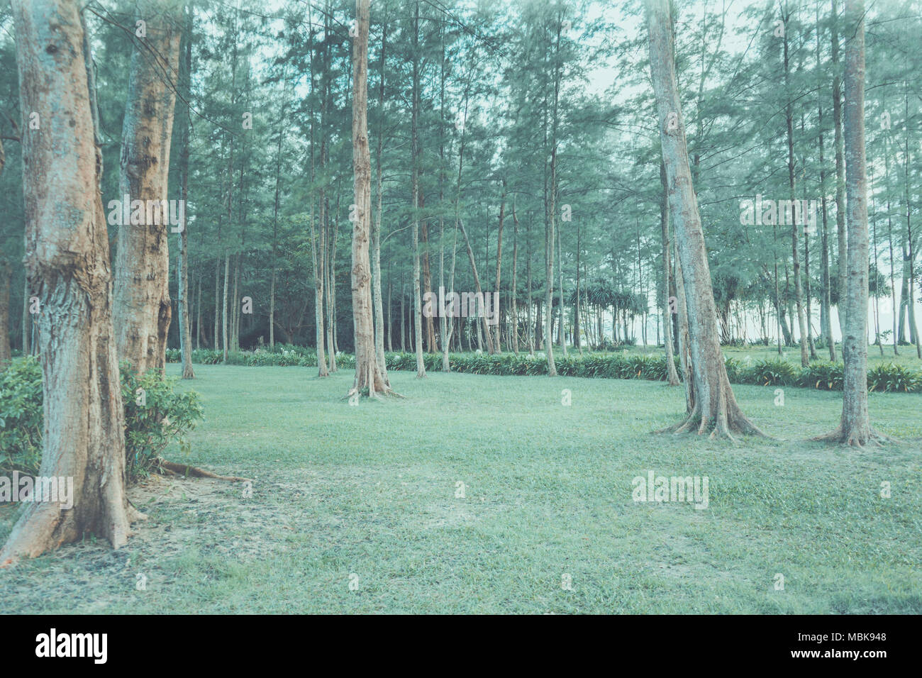 Green Leaf Forest Background Stock Photo - Alamy
