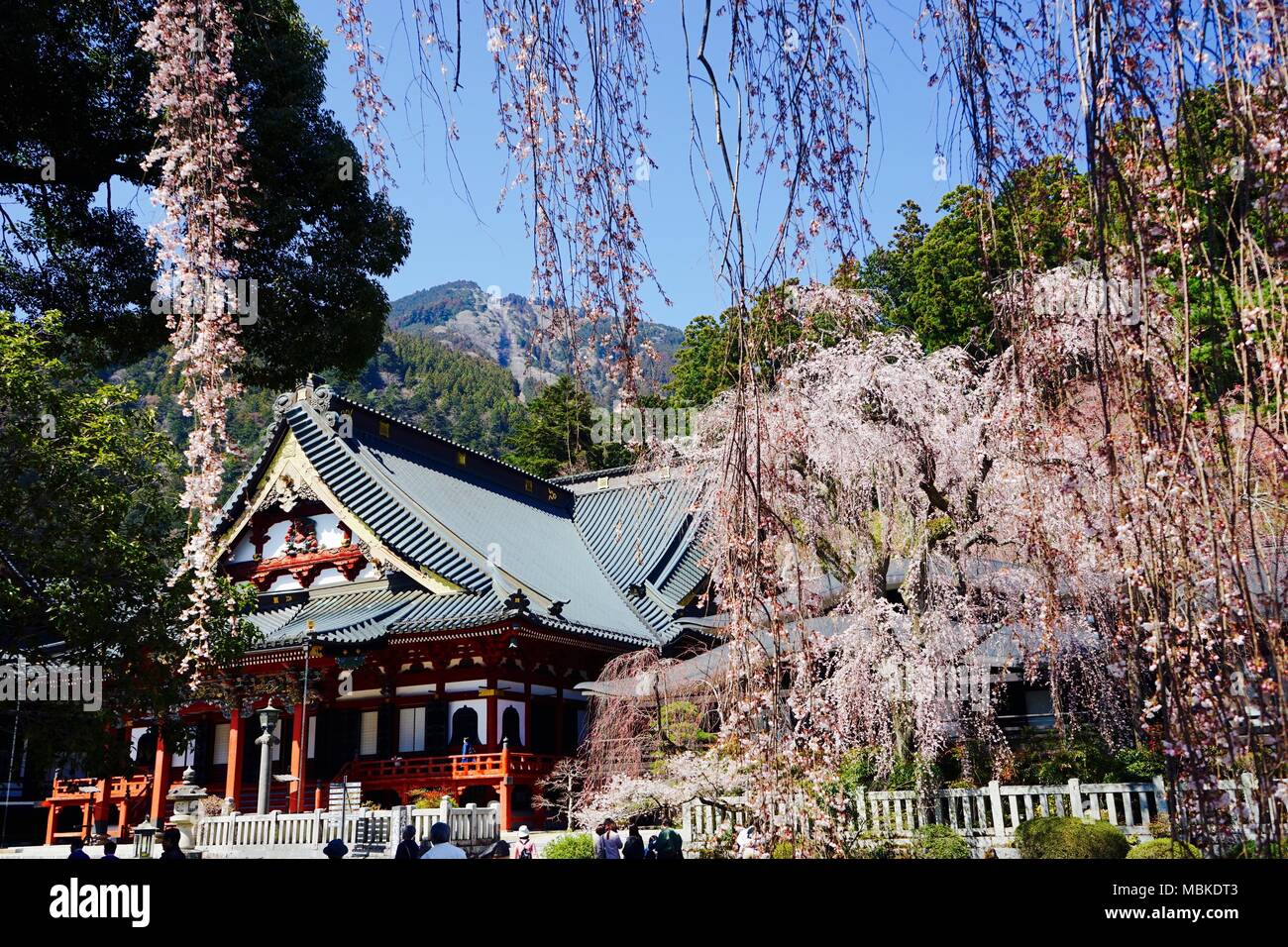 Weeping Cherry Blossoms In Front of Temple Stock Photo