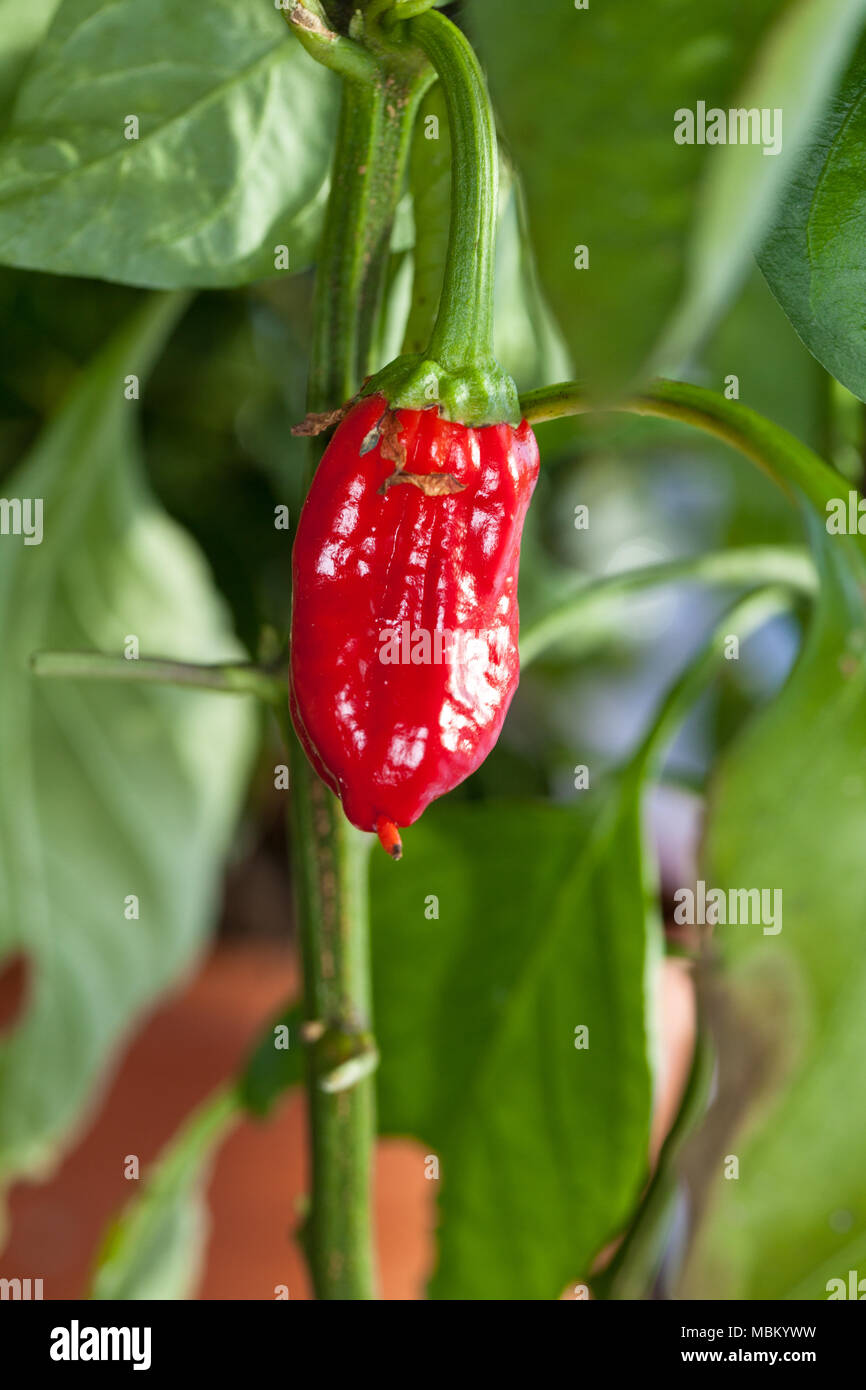'Habanero' Chili pepper, Havannapeppar (Capsicum chinense Stock Photo