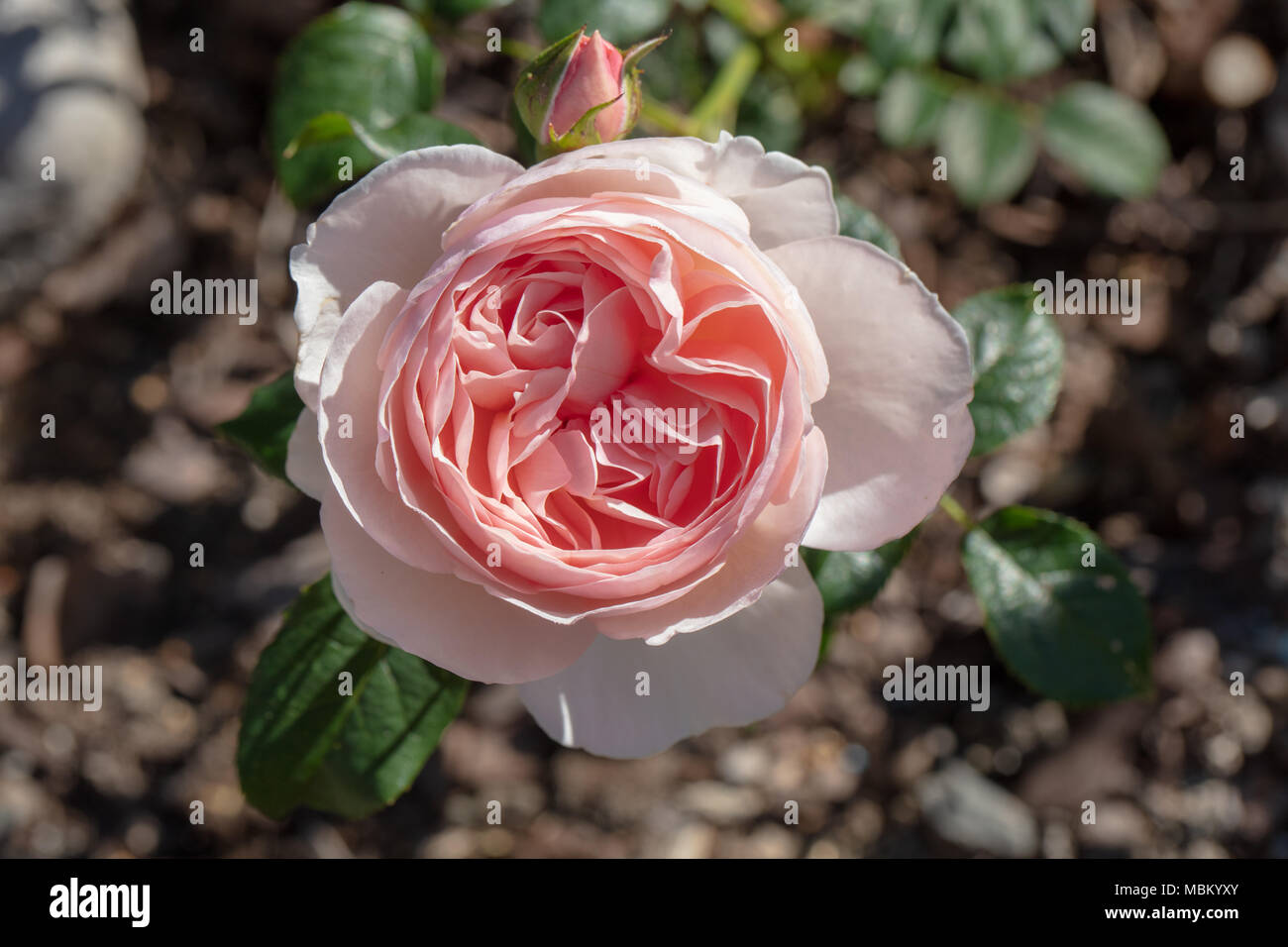 Rosa heritage david austin english hi-res stock photography and images -  Alamy