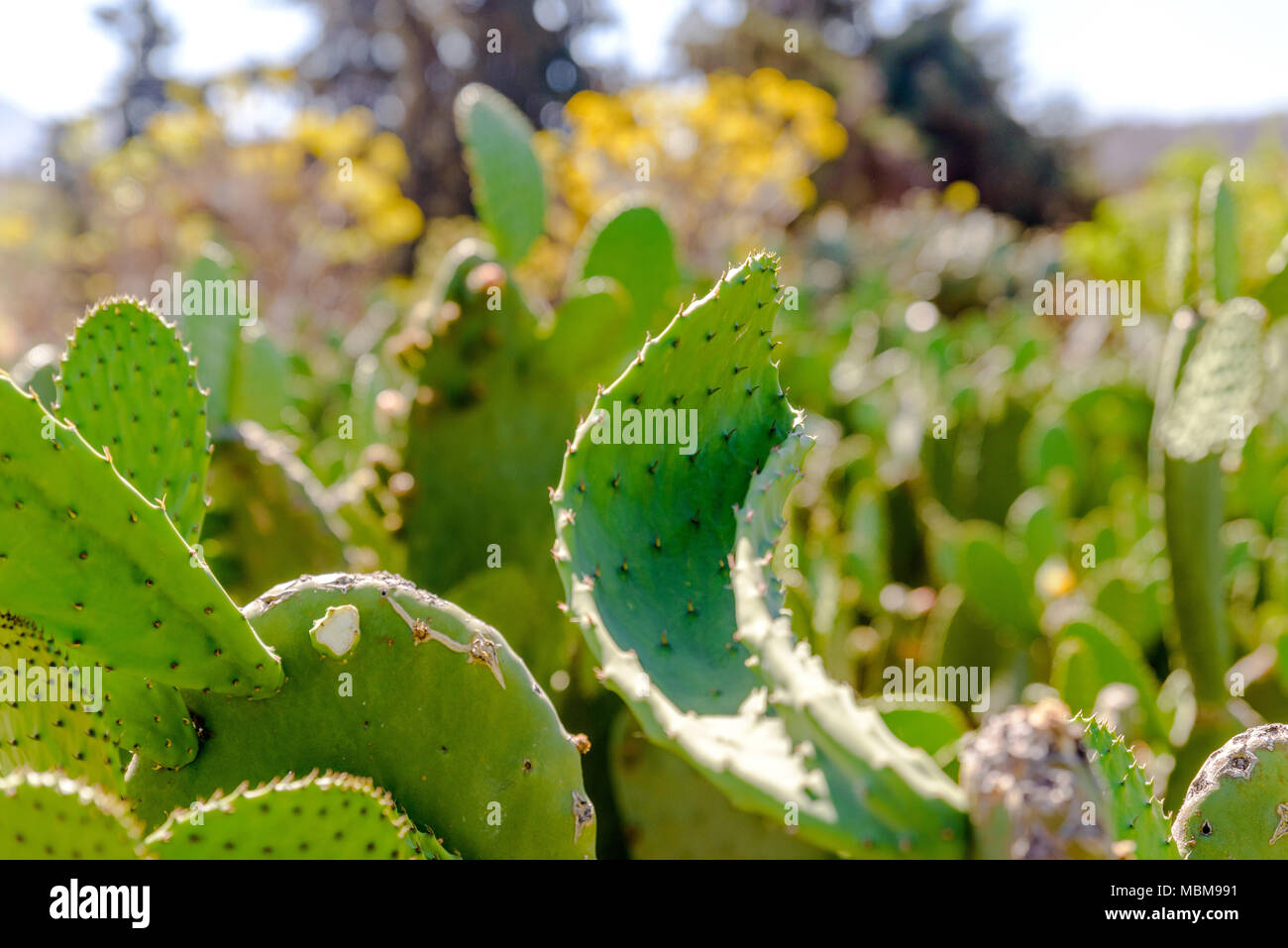 Cactus, Nopal in Milpa Alta Mexico Stock Photo