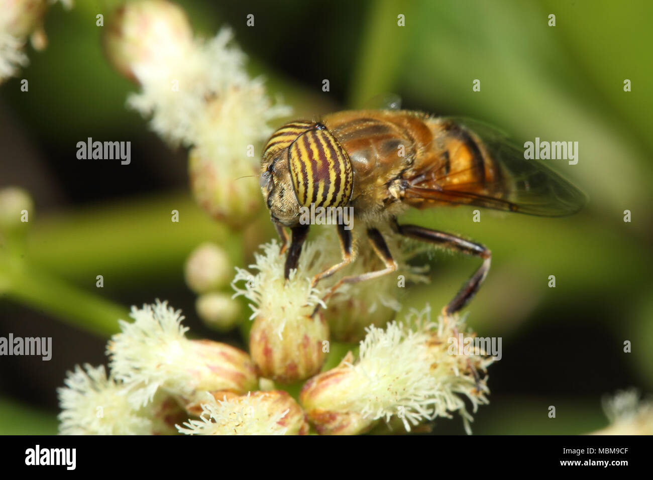 Eristalinus sp. (Rondani, 1845) Diptera: Syrphidae. Eristalinus is a genus of hoverfly. Most species have very distinctive eye. Stock Photo