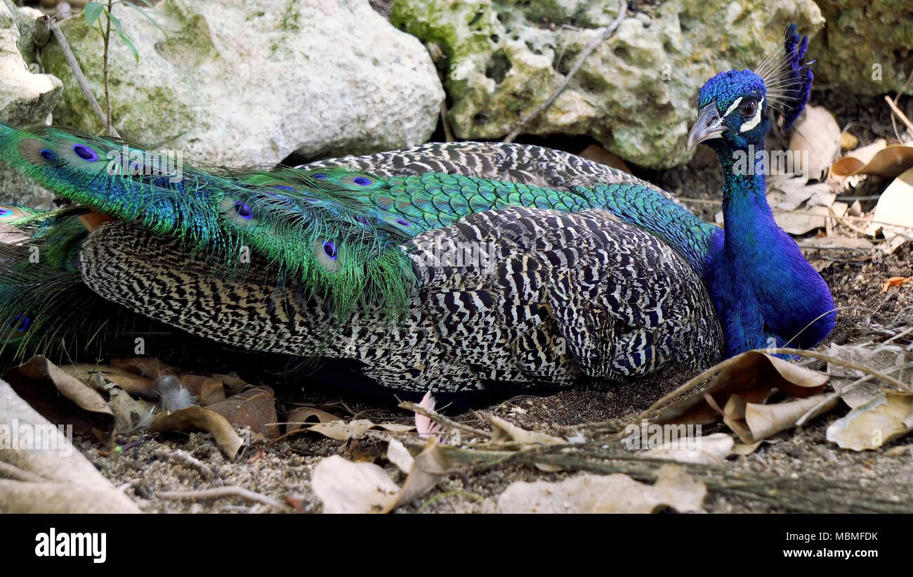 Peacock on stone Stock Photo