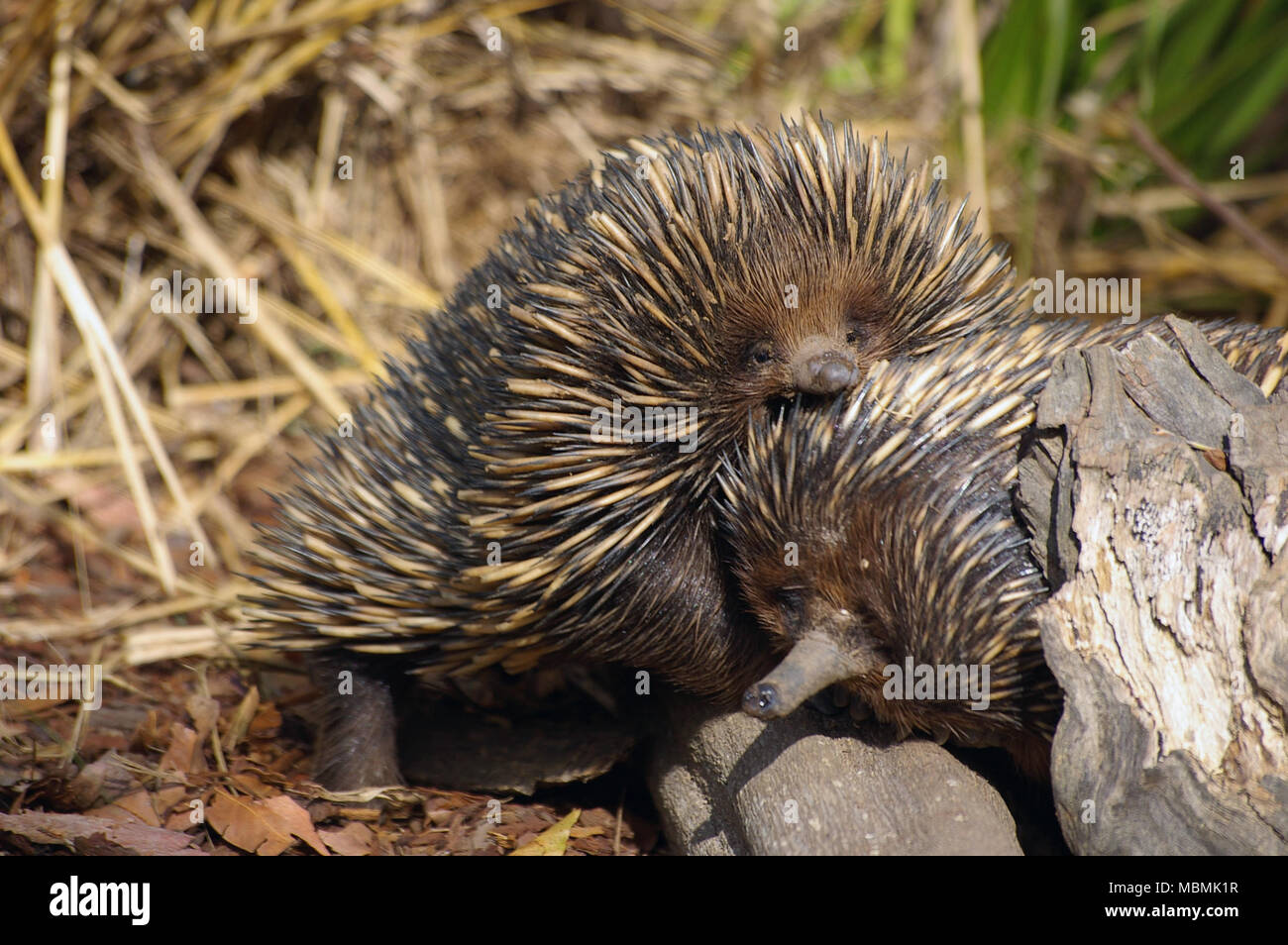 Two Echidnas in Love Stock Photo