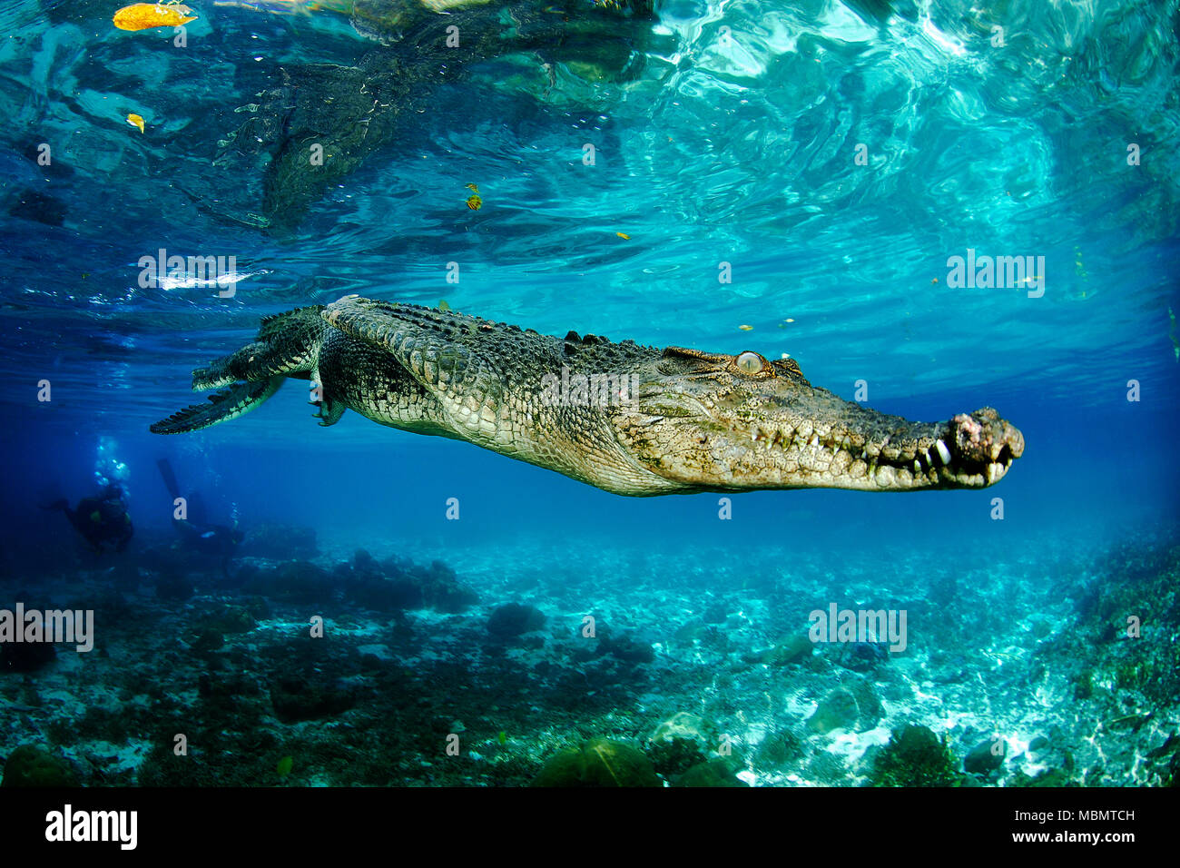 Saltwater crocodile (Crocodylus porosus), largest of all living reptiles, Palau, Micronesia Stock Photo