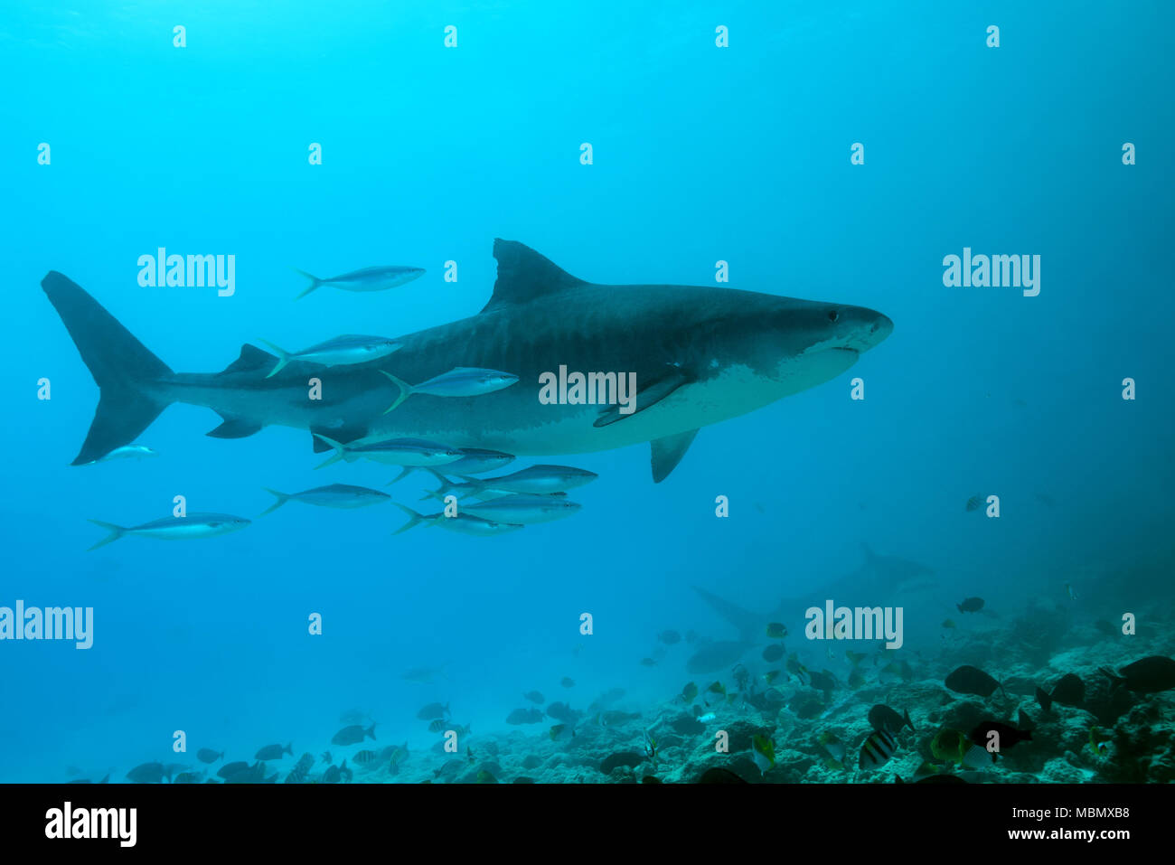 Tiger Shark (Galeocerdo cuvier) Stock Photo