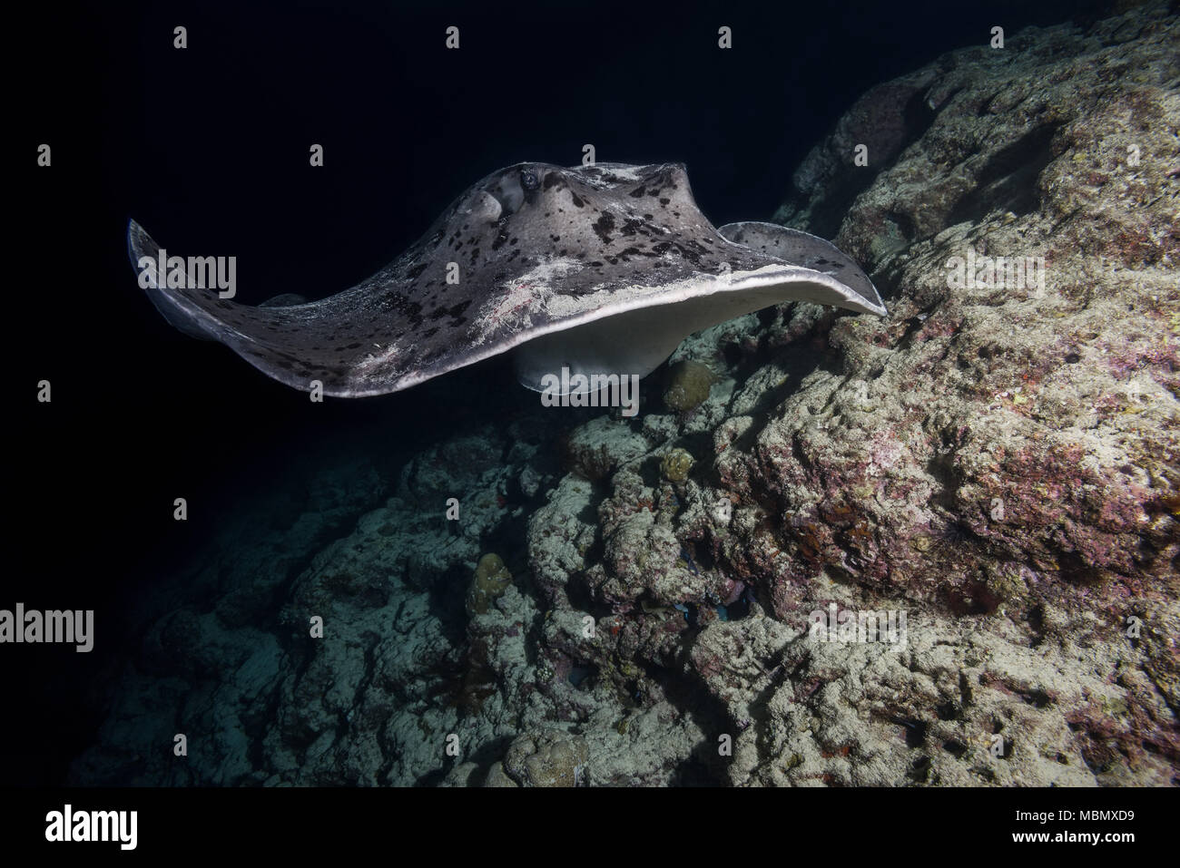 Round ribbontail ray (Taeniura meyeni) swim near reef in the night Stock Photo