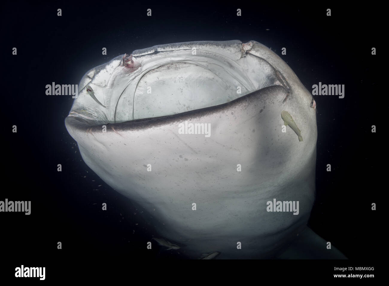Portrait of the Whale Shark (Rhincodon typus) filter-feeding plankton in the night Stock Photo