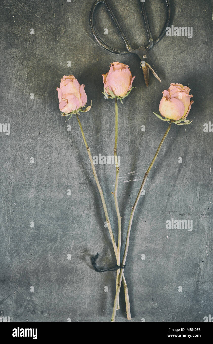 Textured vintage image of three pink roses and garden scissors Stock ...