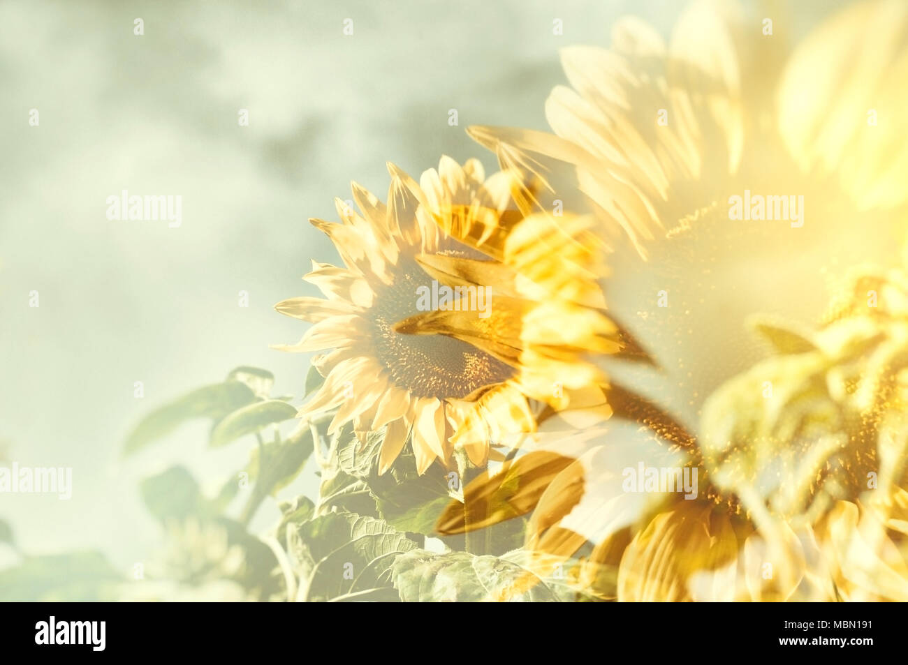 Abstract sunflower with blurred golden sunburst as background. Stock Photo