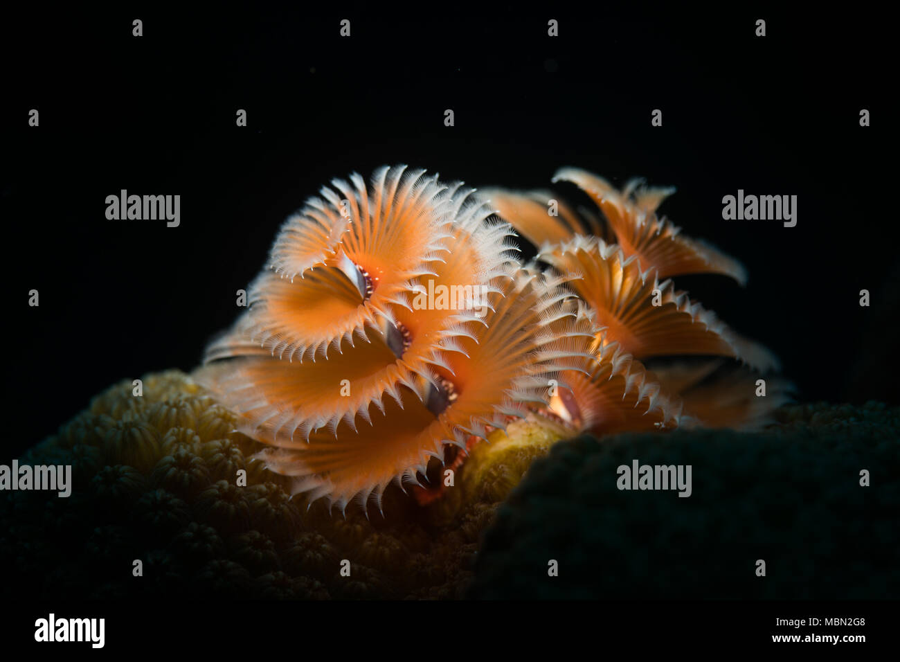 Christmas tree worm (Spirobranchus giganteus)  on the reef at Bonaire, Netherlands Antilles Stock Photo